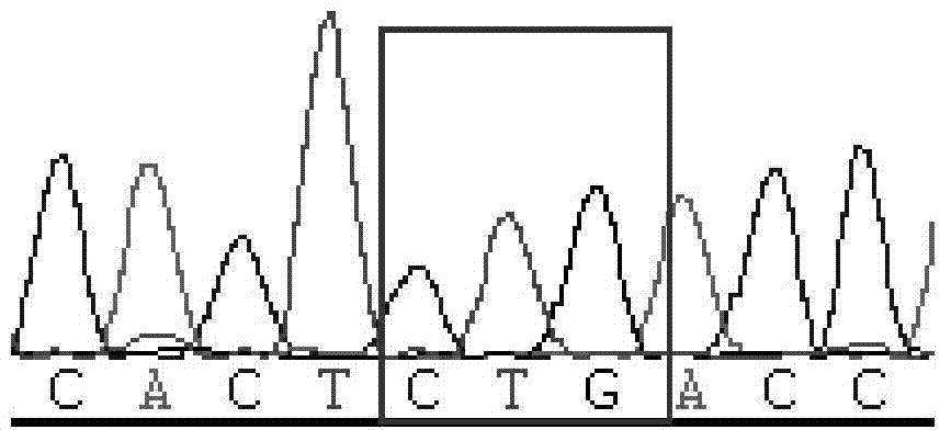 Method and primers for detecting fifth exon mutation site of RUNX1 gene