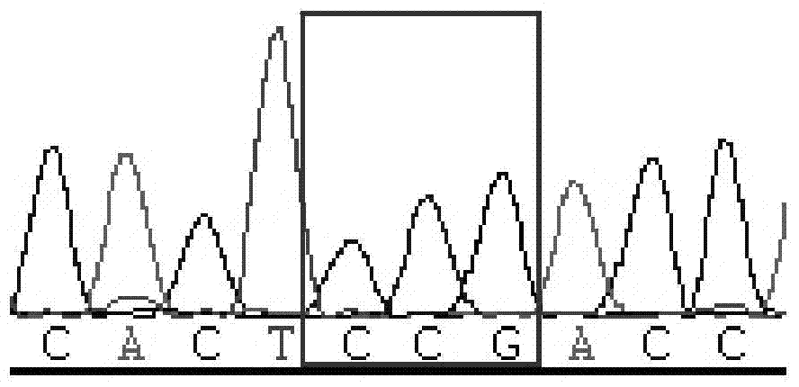 Method and primers for detecting fifth exon mutation site of RUNX1 gene