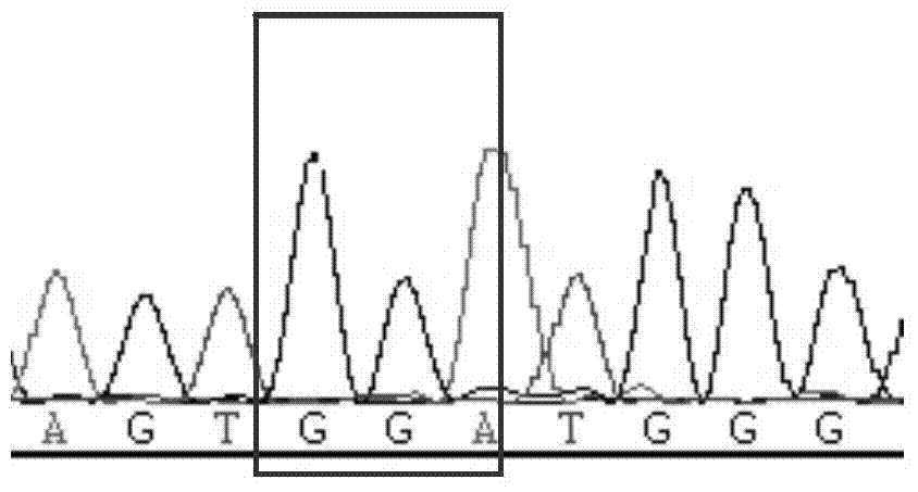 Method and primers for detecting fifth exon mutation site of RUNX1 gene