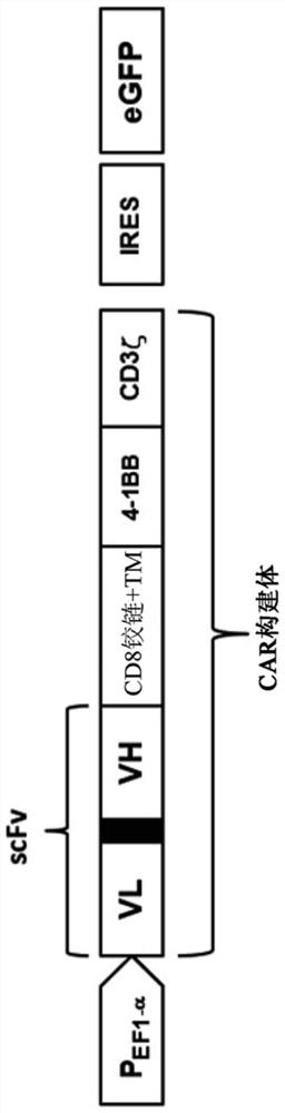 Chimeric antigen receptor with MAGE-A4 specificity and application thereof