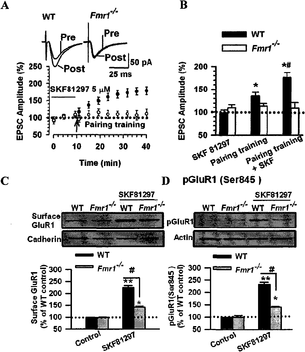 Medicine target point for treating friable X syndrome and application thereof in pharmacy