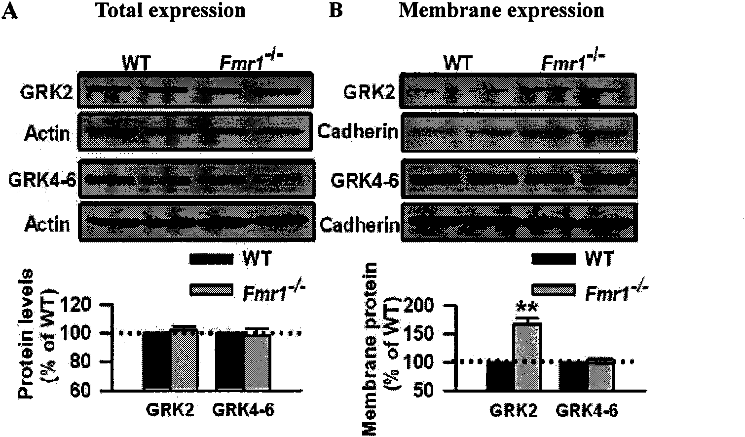 Medicine target point for treating friable X syndrome and application thereof in pharmacy