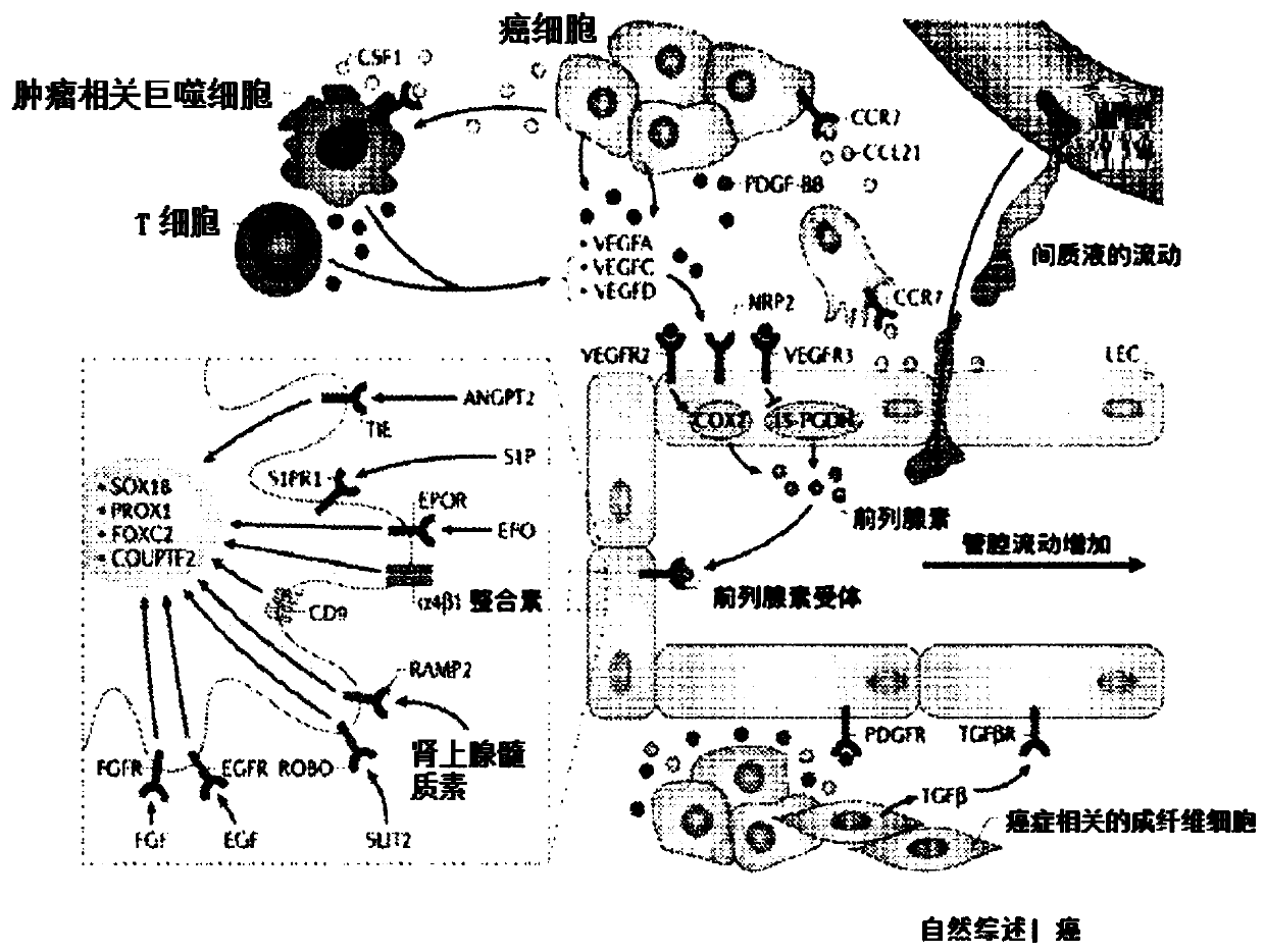 Methods of assessing and treating cancer in subjects having dysregulated lymphatic systems