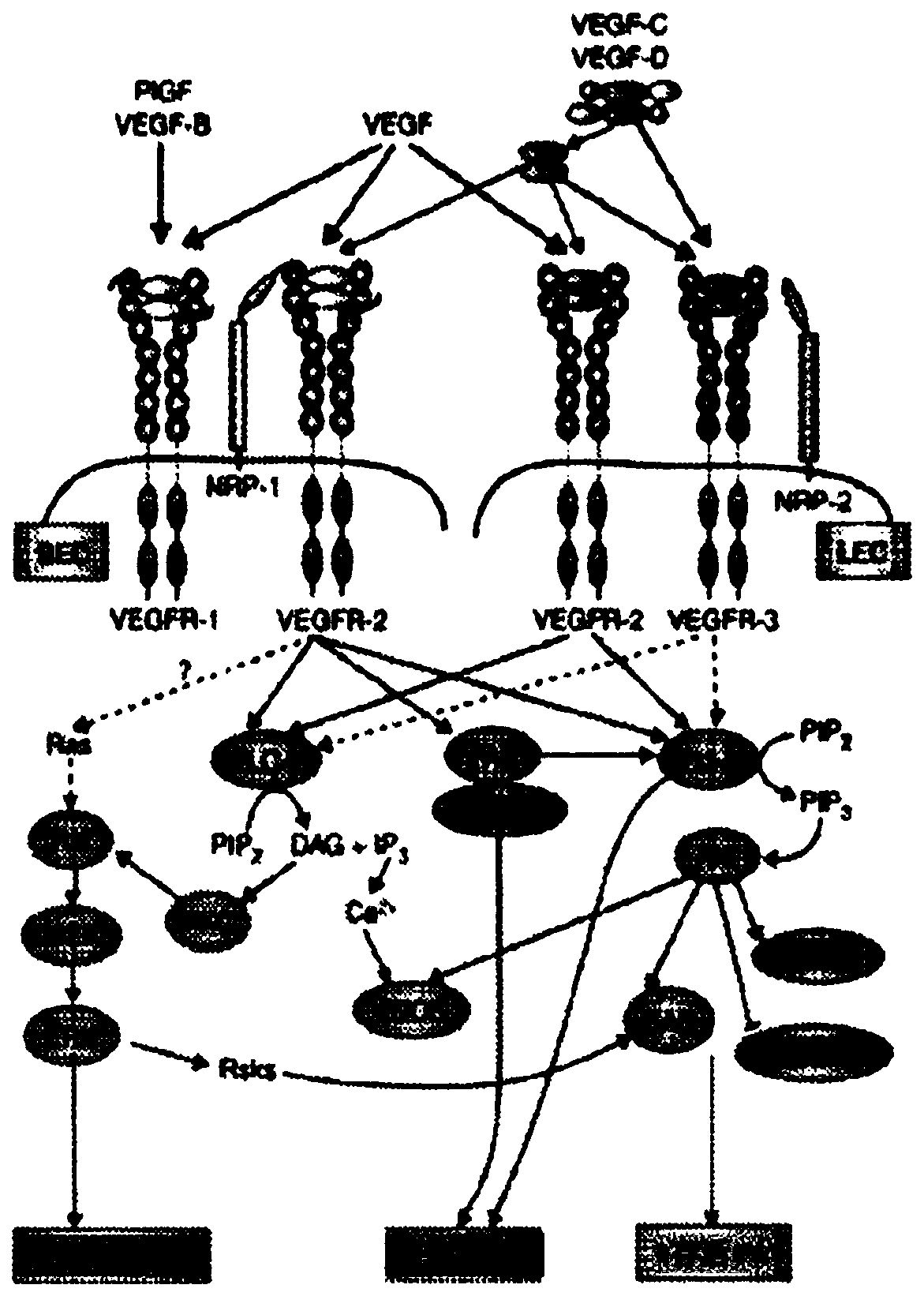 Methods of assessing and treating cancer in subjects having dysregulated lymphatic systems