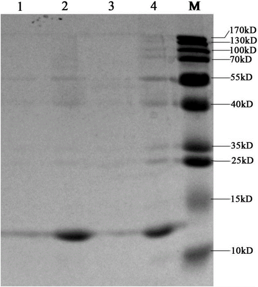 RBCG (Bacillus Calmette-Guerin) expressing Brucella melitensis P39 gene as well as construction method and application of rBCG