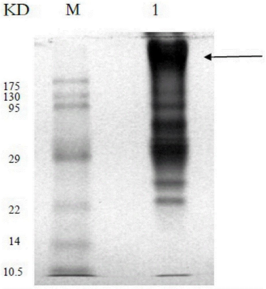 Anti-schistosoma japonicum Sjp40 chicken egg-yolk antibodies, and preparation method and application thereof