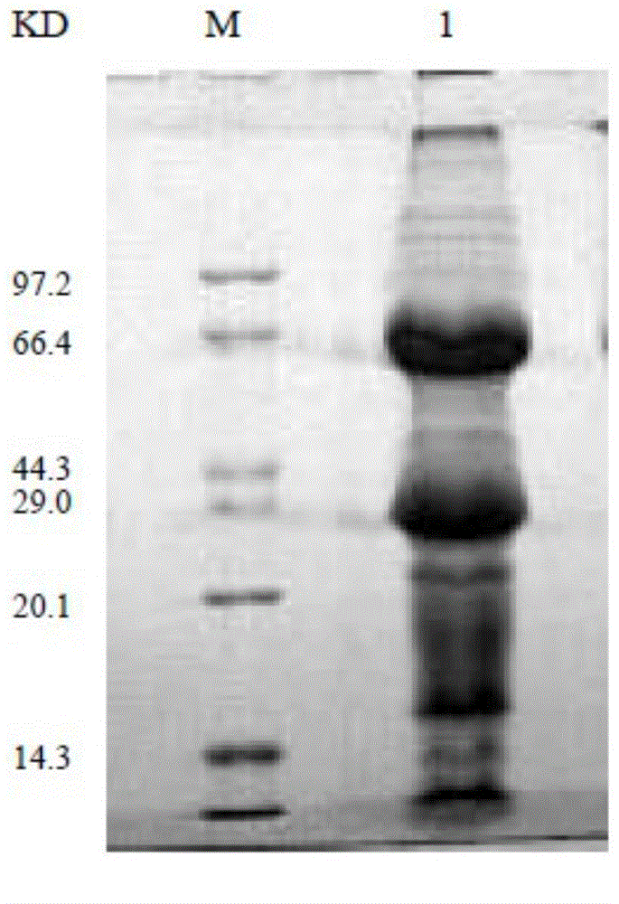 Anti-schistosoma japonicum Sjp40 chicken egg-yolk antibodies, and preparation method and application thereof