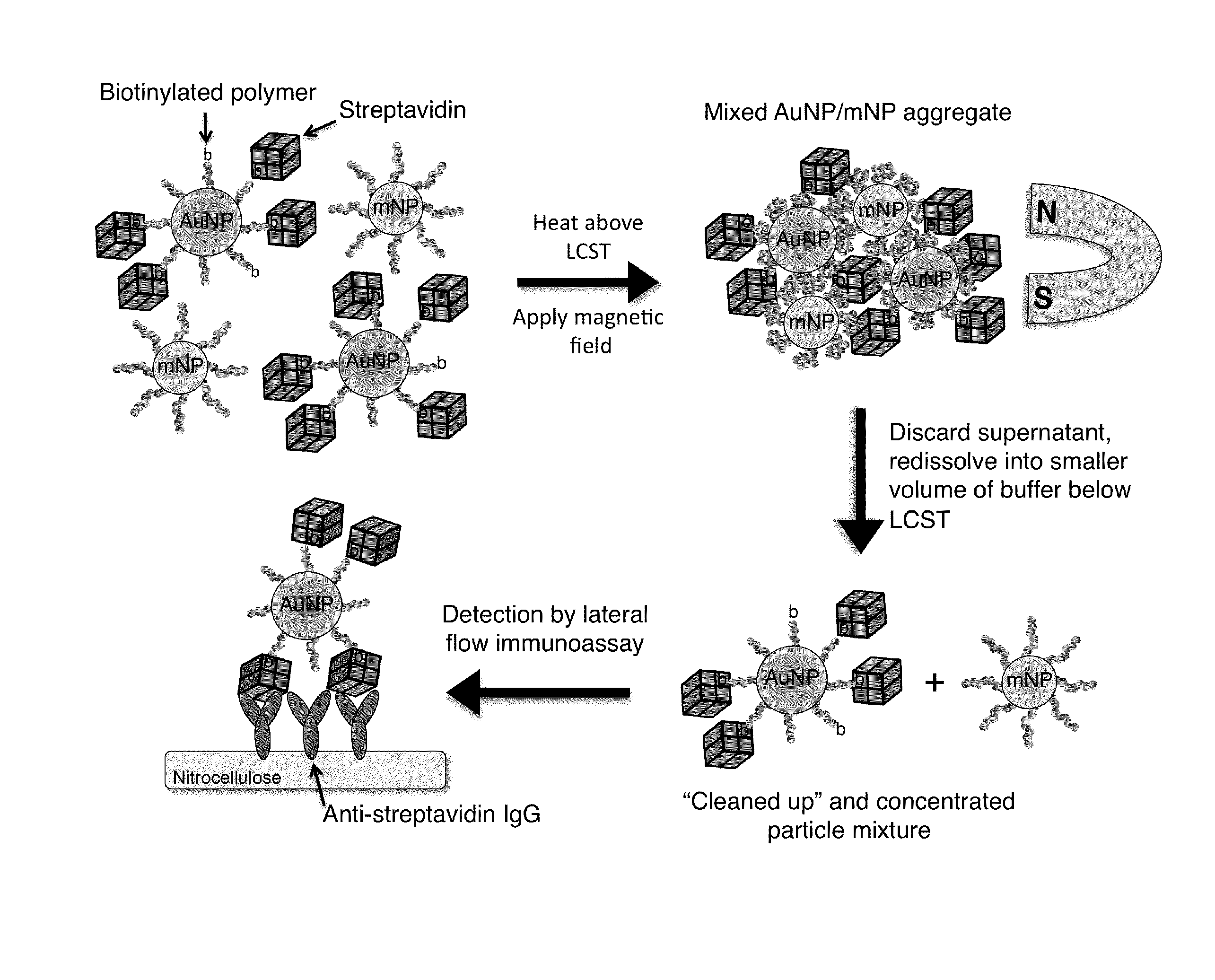 System and Method for Magnetically Concentrating and Detecting Biomarkers