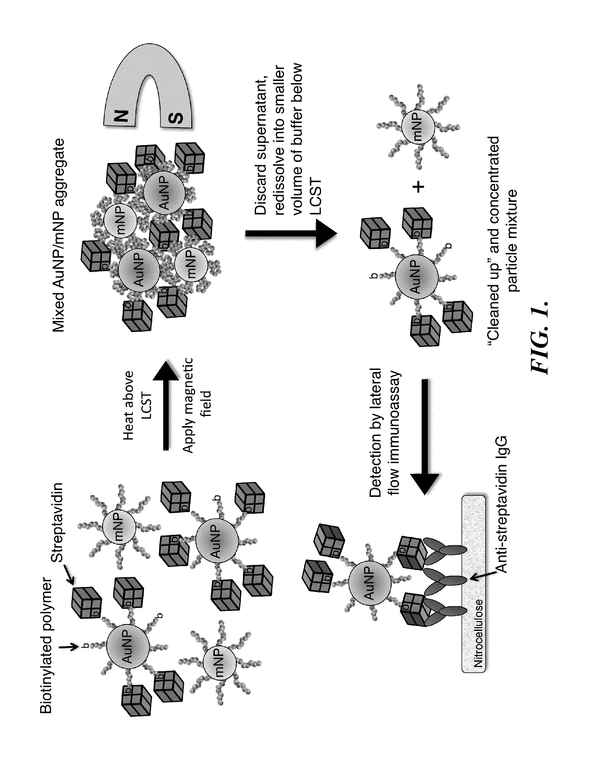 System and Method for Magnetically Concentrating and Detecting Biomarkers