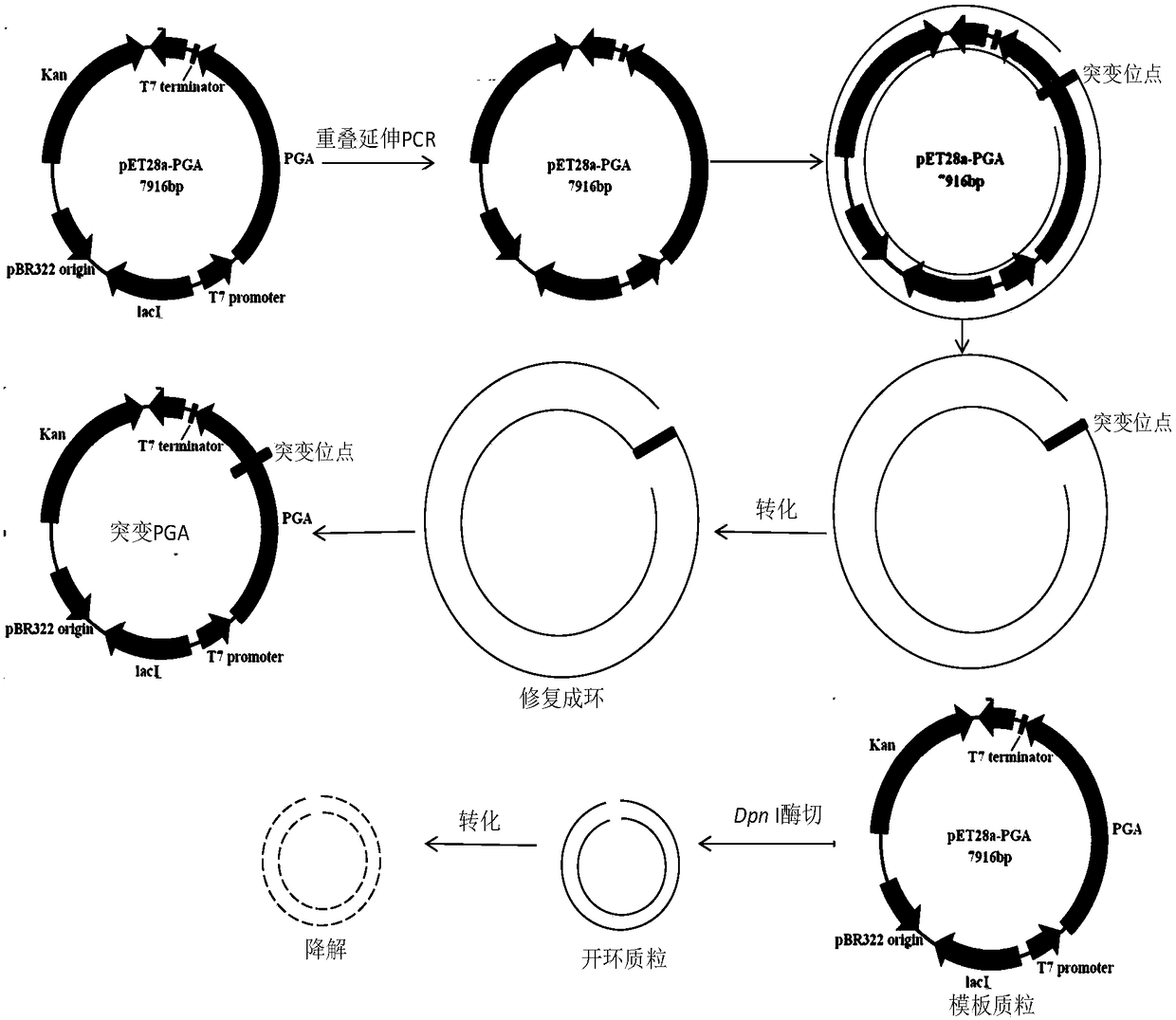 Artificially designed penicillin G acylase proenzyme and coding sequence and applications thereof