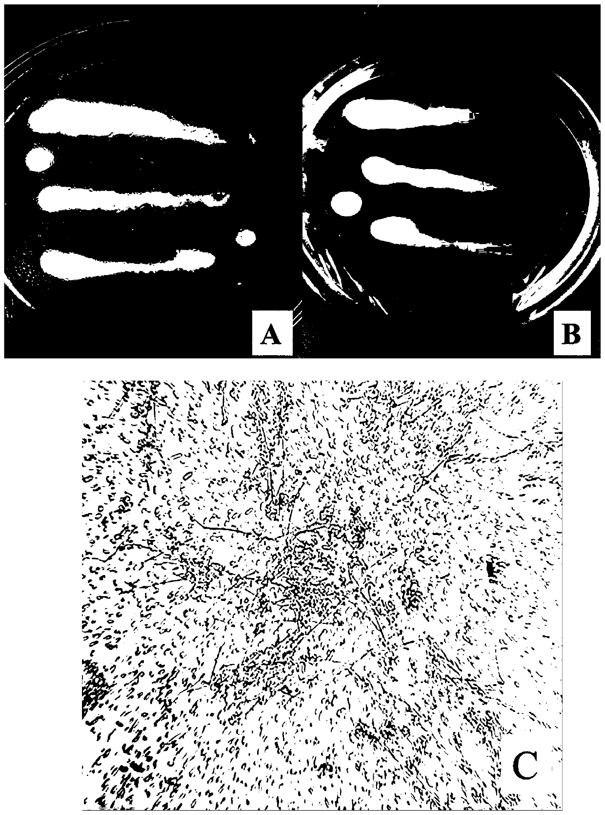 Odorless type microbial agent for kitchen waste treatment and preparation method and application of odorless type microbial agent