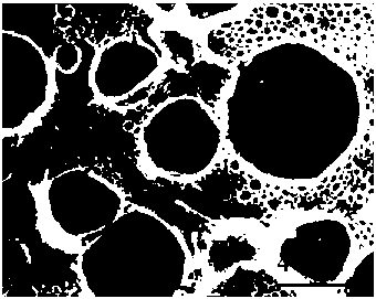 Method for constructing blood-compatible coating with degradable polyester