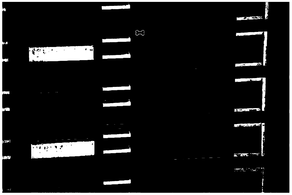 Floor defect automatic detection method based on computer vision and deep learning