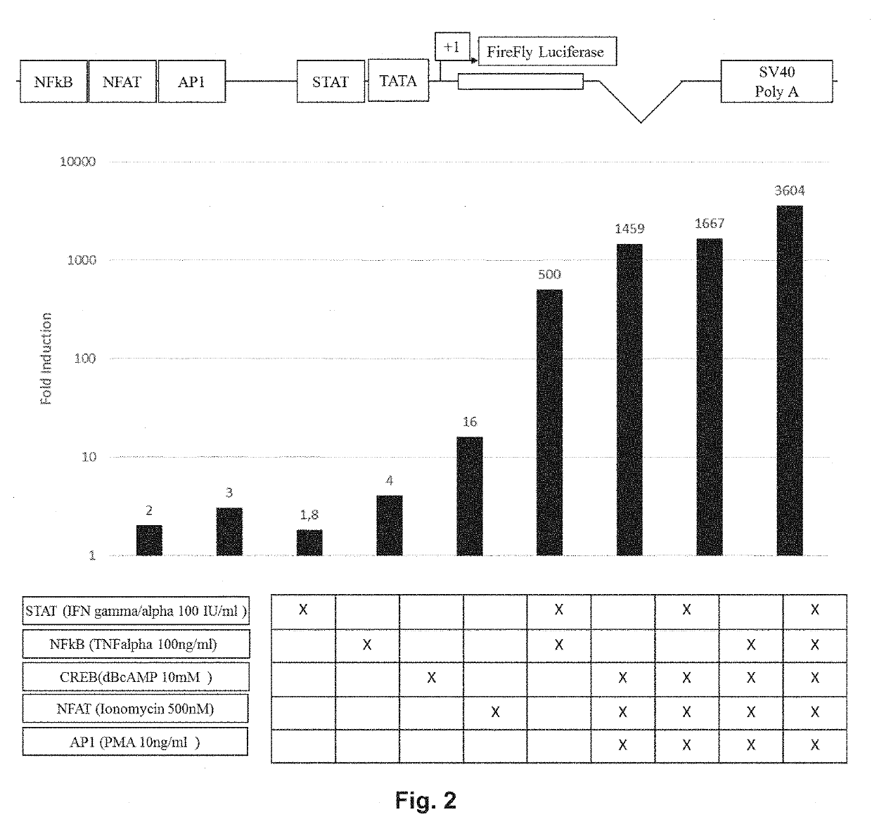 System and products for improved quantification of adcc activity