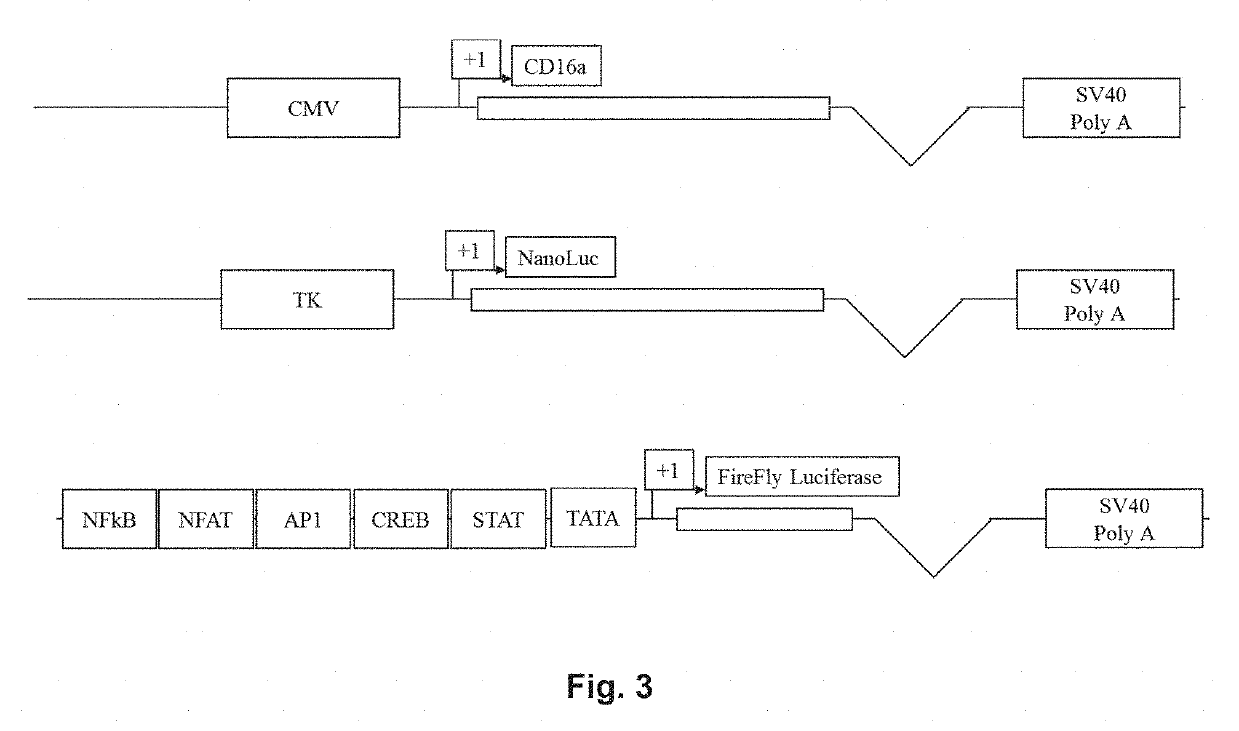 System and products for improved quantification of adcc activity