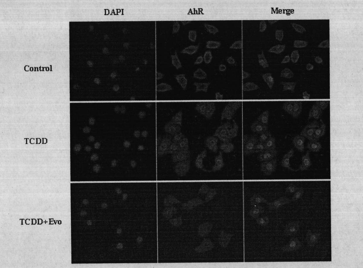 Application of evodiamine in preparing medicine for inhibiting aryl hydrocarbon receptor