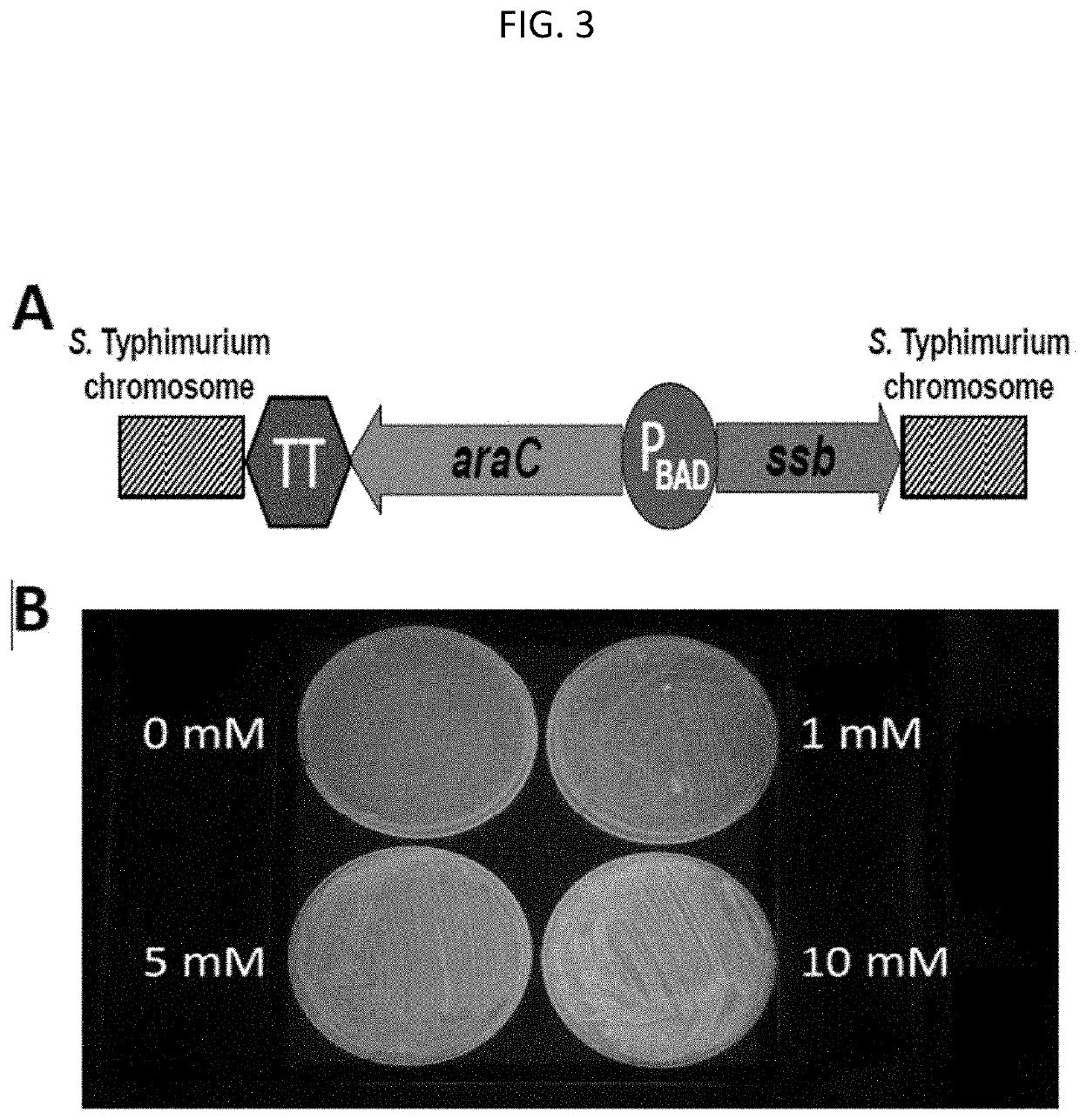 Live Attenuated Non-Transmissible Vaccines