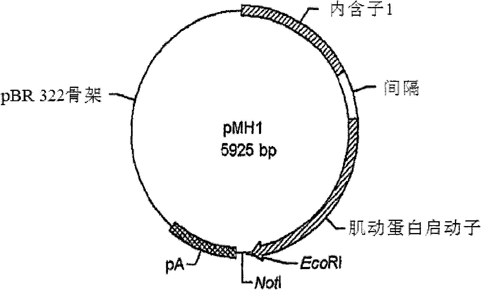 Use of chick beta actin gene intron-1