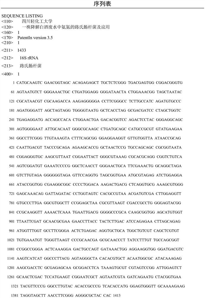 Enterobacterludwigii for degrading ammonia nitrogen in white spirit wastewater and application of enterobacterludwigii