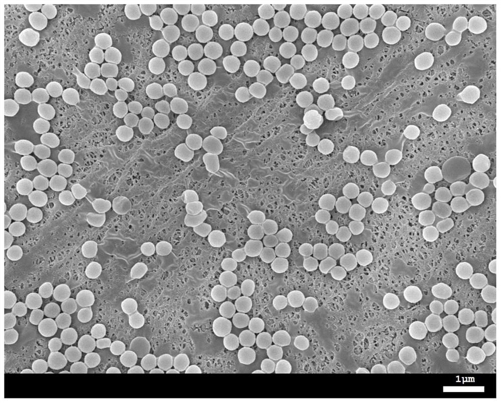 Organic-inorganic composite microsphere, battery diaphragm, preparation method of organic-inorganic composite microsphere, preparation method of battery diaphragm and battery