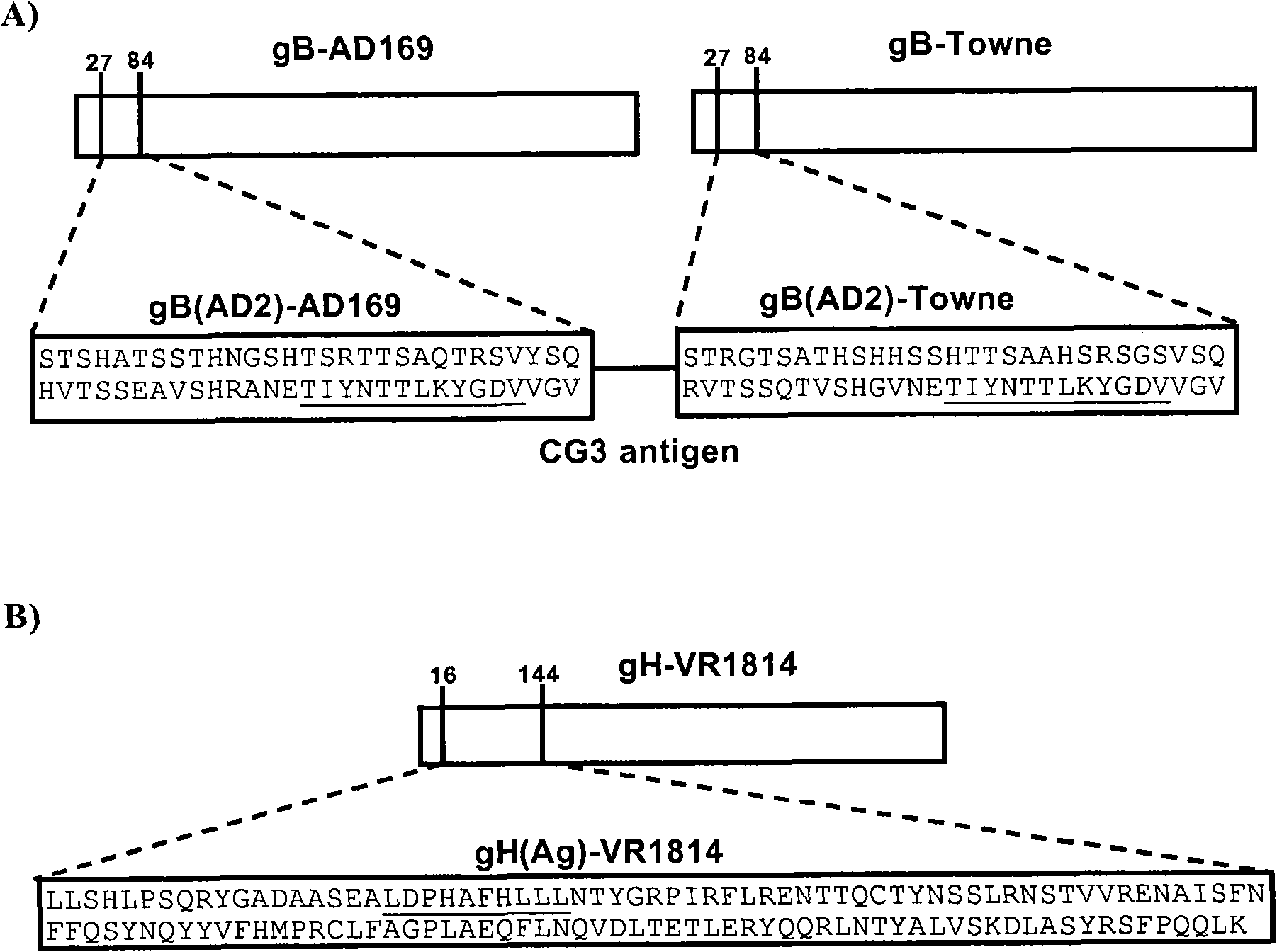 Antibodies against human cytomegalovirus (hcmv)