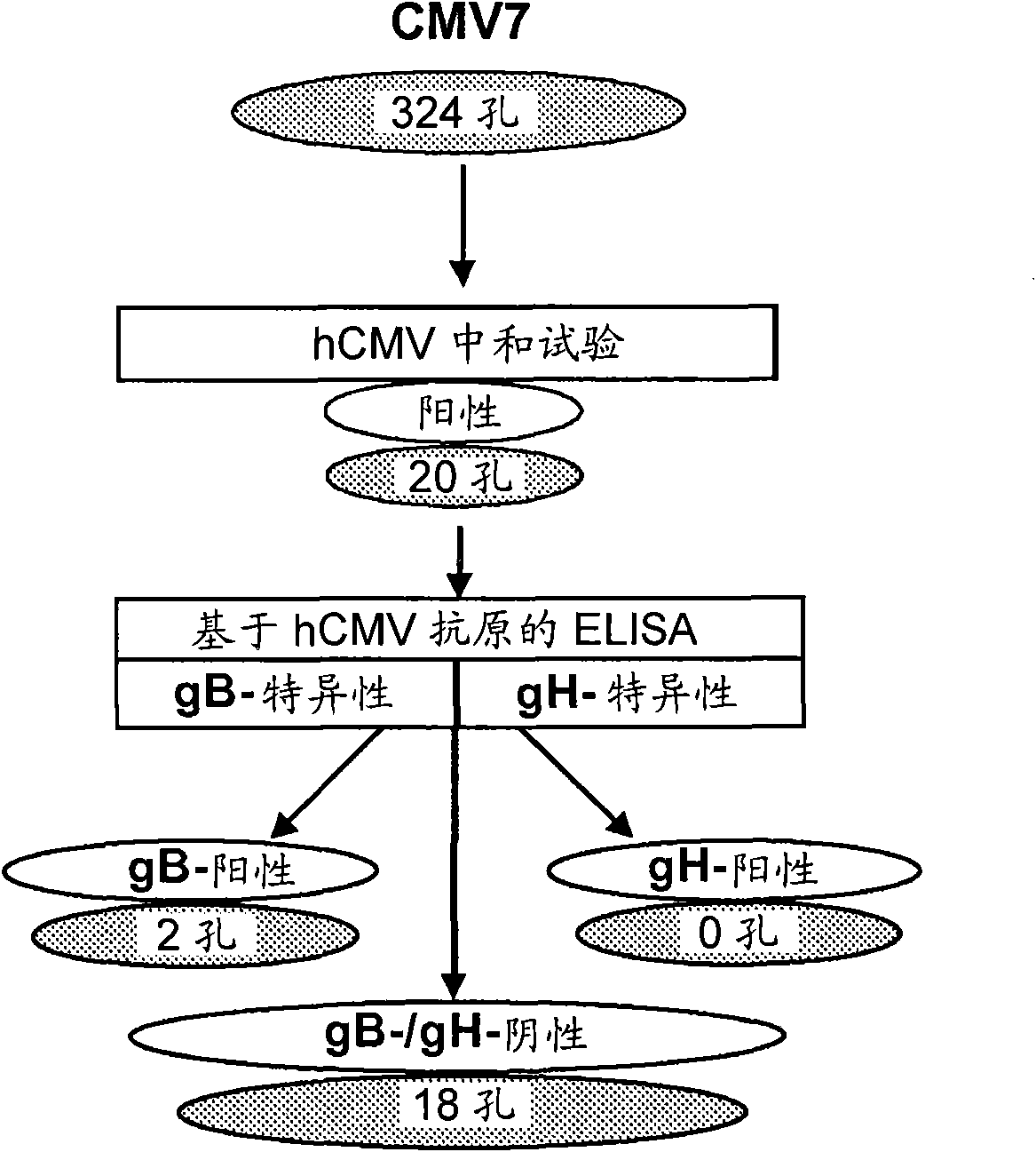 Antibodies against human cytomegalovirus (hcmv)