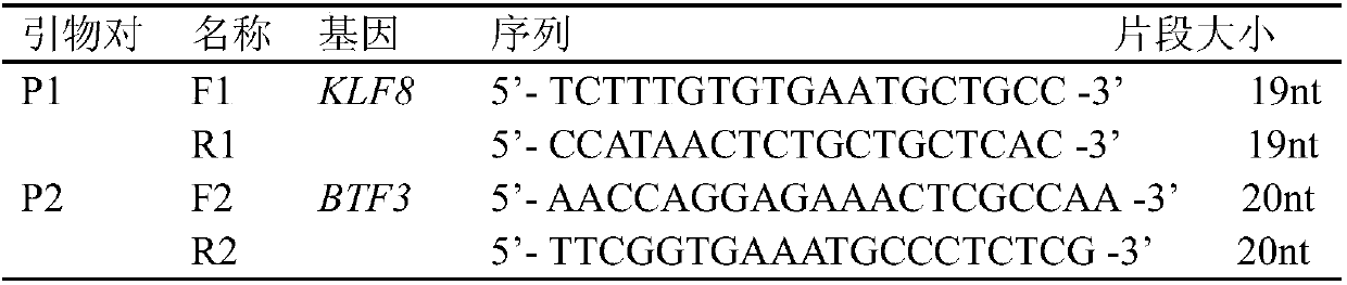 Method for detecting CNV (copy number variation) marker of KLF8 gene of beef and application thereof