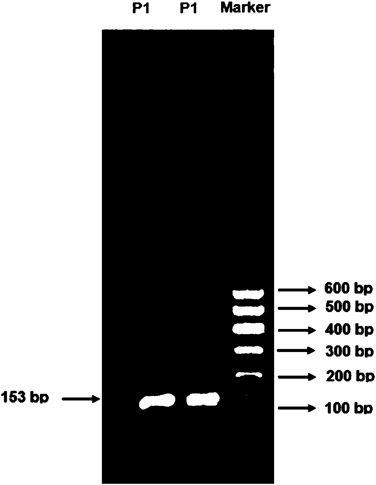 Method for detecting CNV (copy number variation) marker of KLF8 gene of beef and application thereof