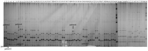 Polymorphic molecular marker for identifying Xinluzhong series cotton varieties, and application of polymorphic molecular marker