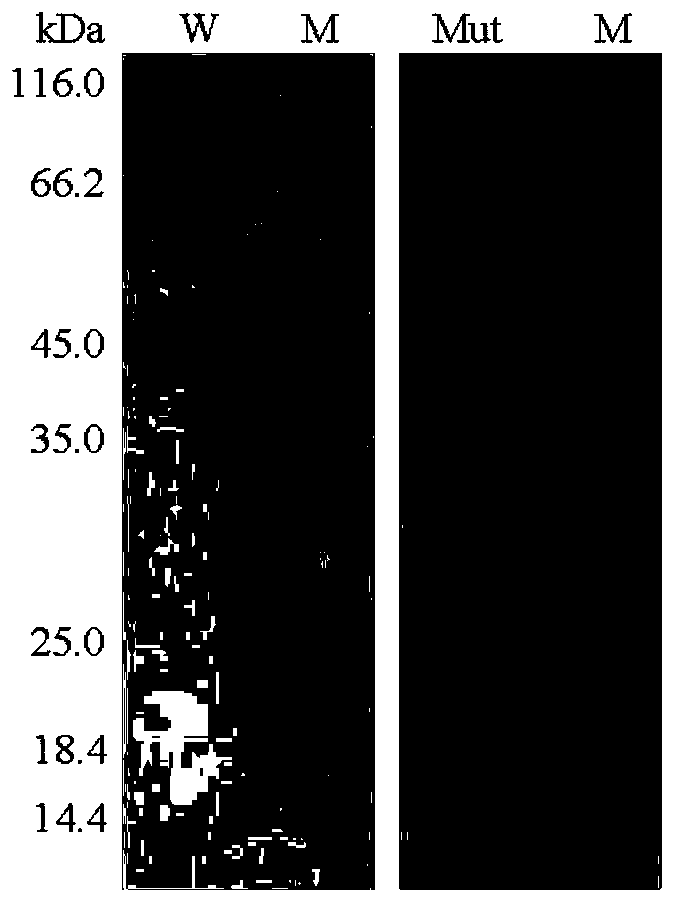 Salt-tolerant xylosidase mutant T326DH328D as well as preparation and application thereof