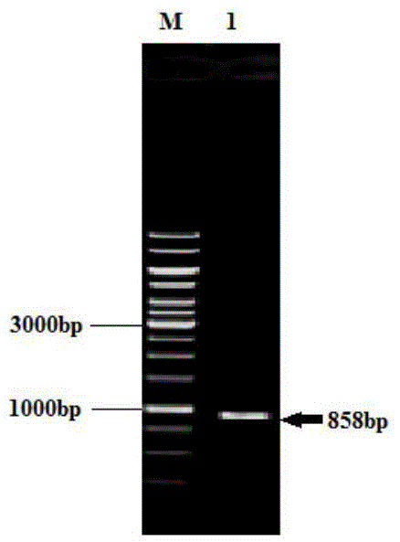 Corynebacterium glutamicum and method for overproduction of phosphatidylserine by means of corynebacterium glutamicum