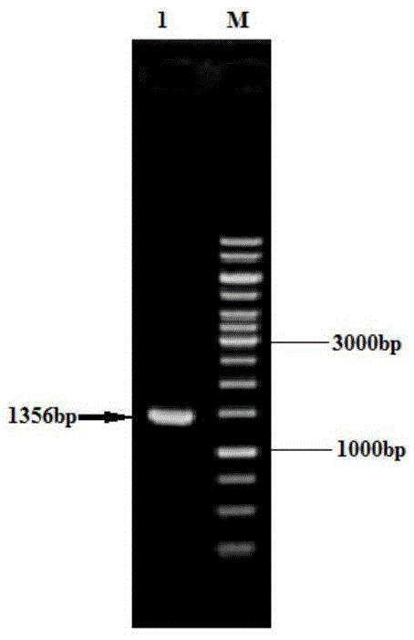 Corynebacterium glutamicum and method for overproduction of phosphatidylserine by means of corynebacterium glutamicum