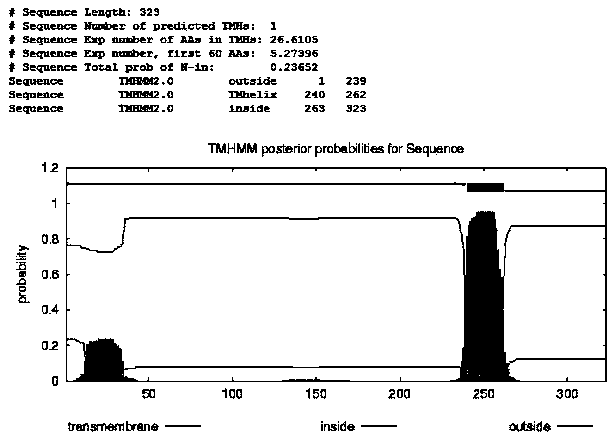 Mouse DCF1 specific polyclonal antibody and preparation method of mouse DCF1 specific polyclonal antibody