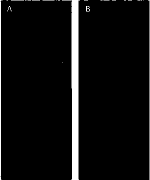 Mouse DCF1 specific polyclonal antibody and preparation method of mouse DCF1 specific polyclonal antibody