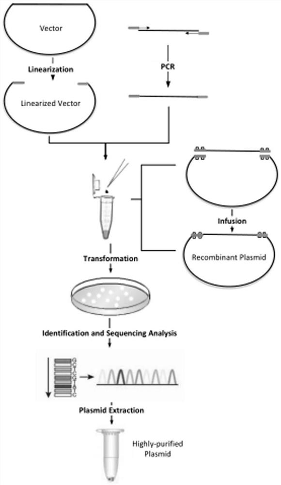 Method for inhibiting tau pathological prion transmission through mediation of adeno-associated viruses