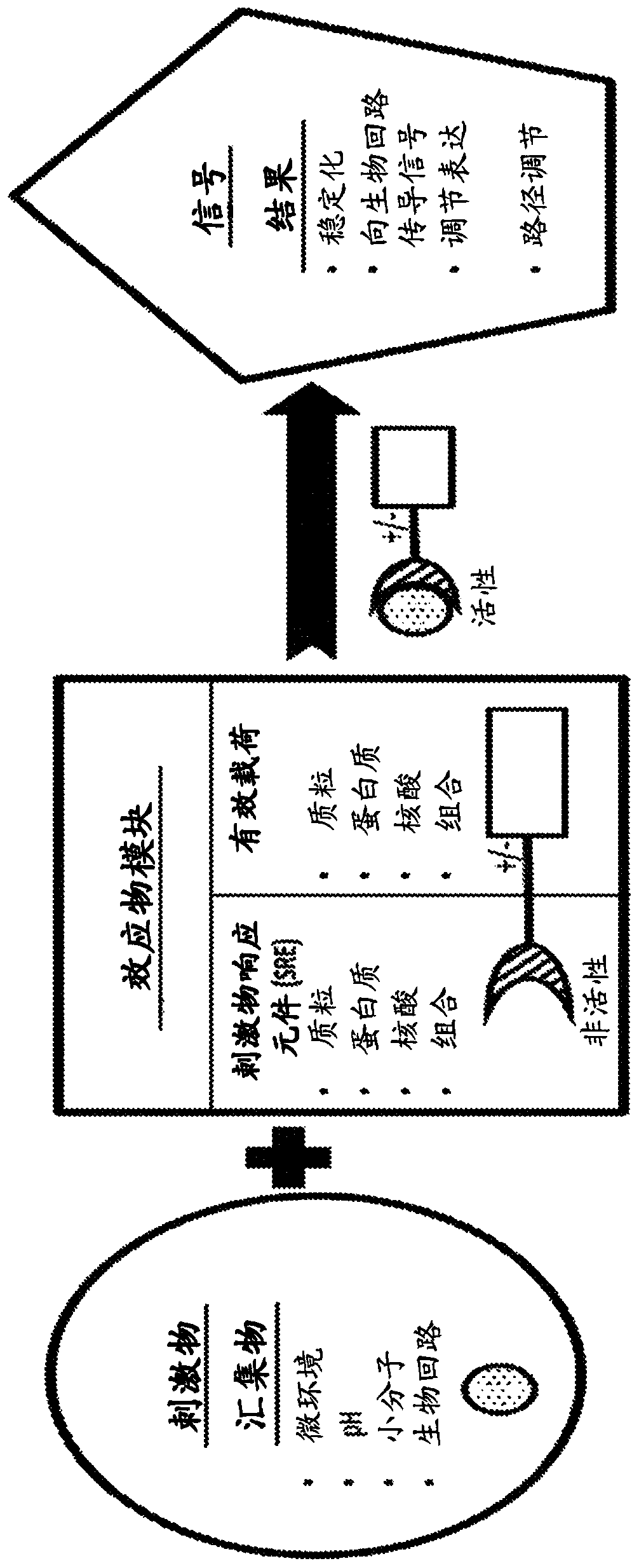 Pde5 compositions and methods for immunotherapy