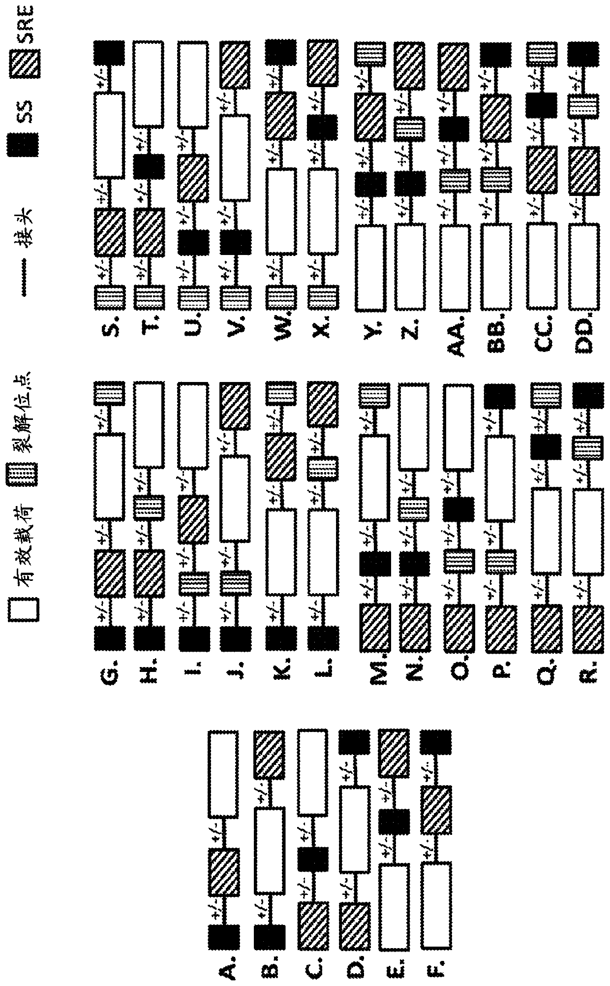 Pde5 compositions and methods for immunotherapy