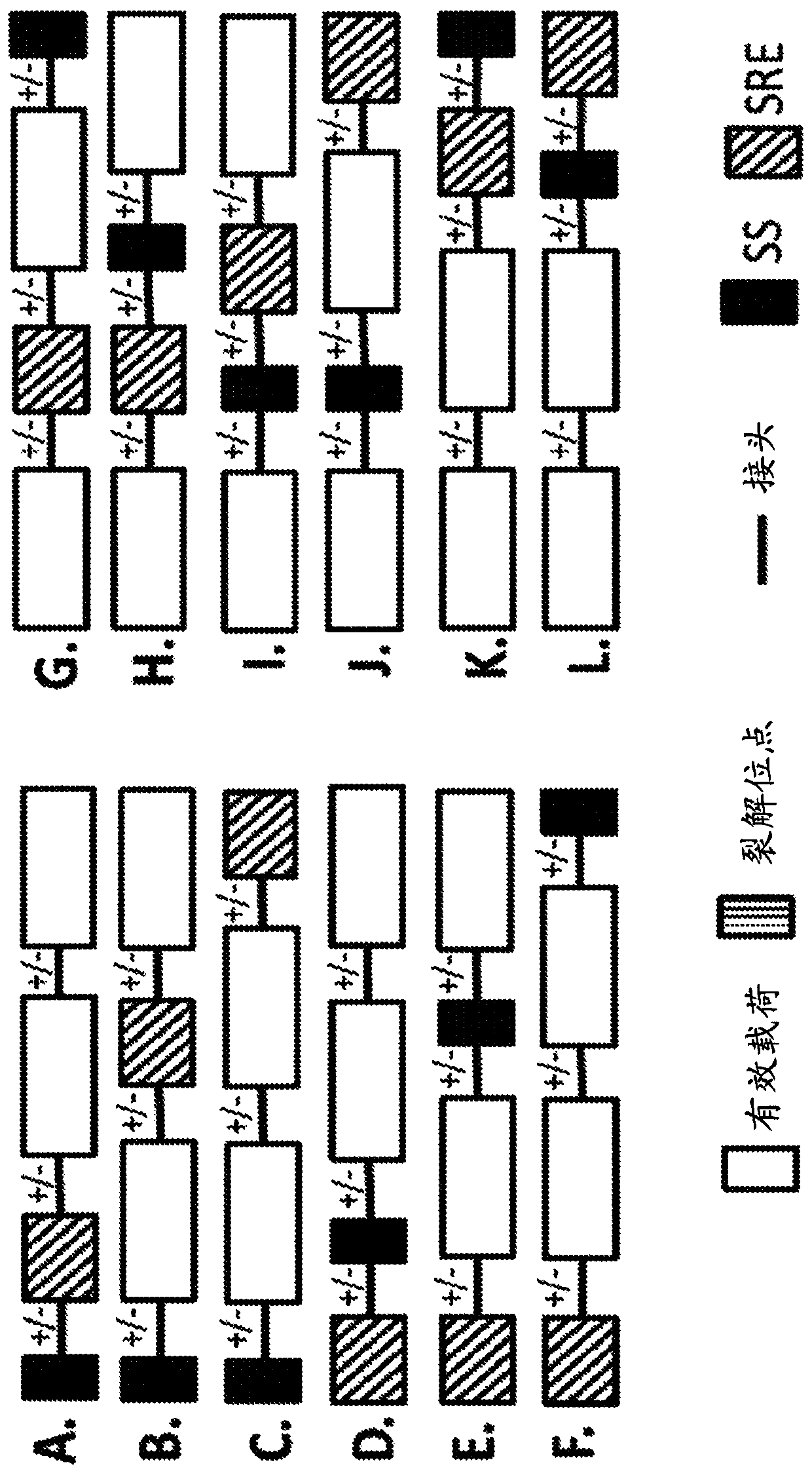 Pde5 compositions and methods for immunotherapy