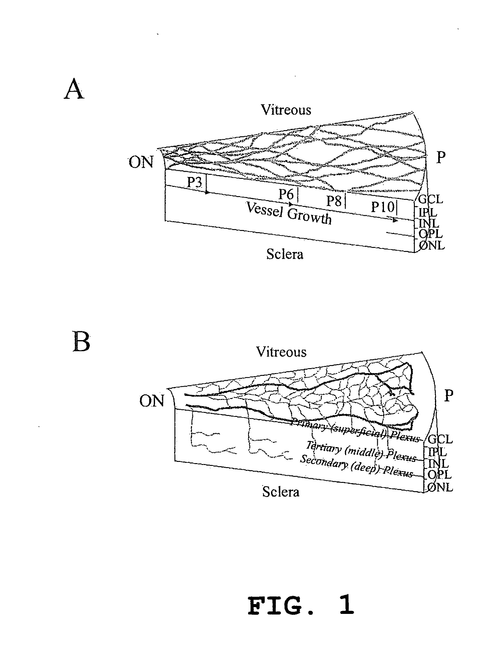 Isolated lineage negative hematopoietic stem cells and methods of treatment therewith