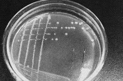 Piperazine degraded achromobacter strain MBPQ-CG and application thereof