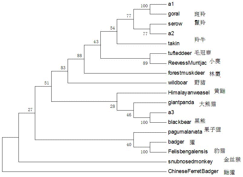 Method for molecular identification of Qinling Mountain illegal trade animal species and primer thereof