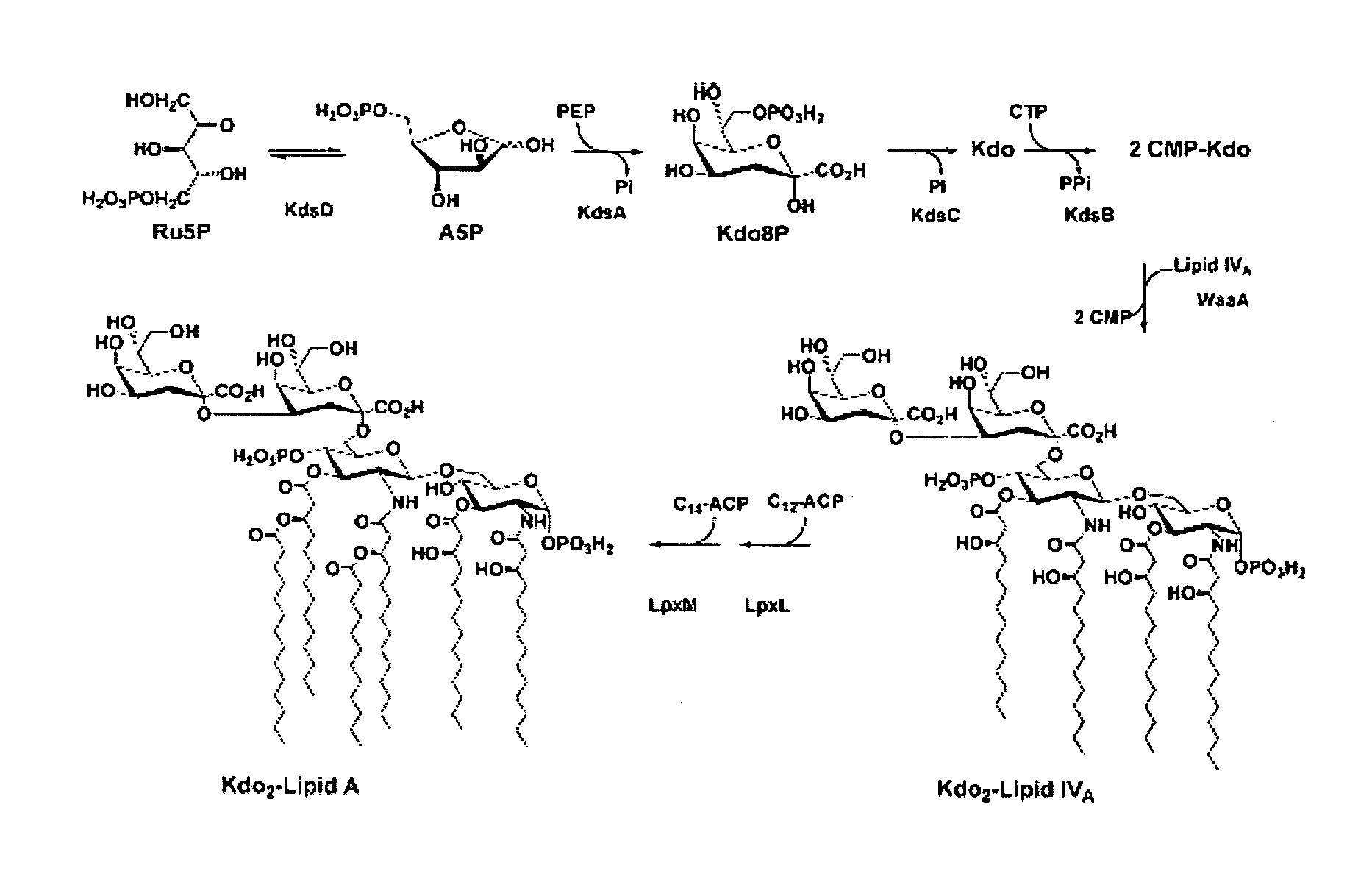 Viable non-toxic gram-negative bacteria