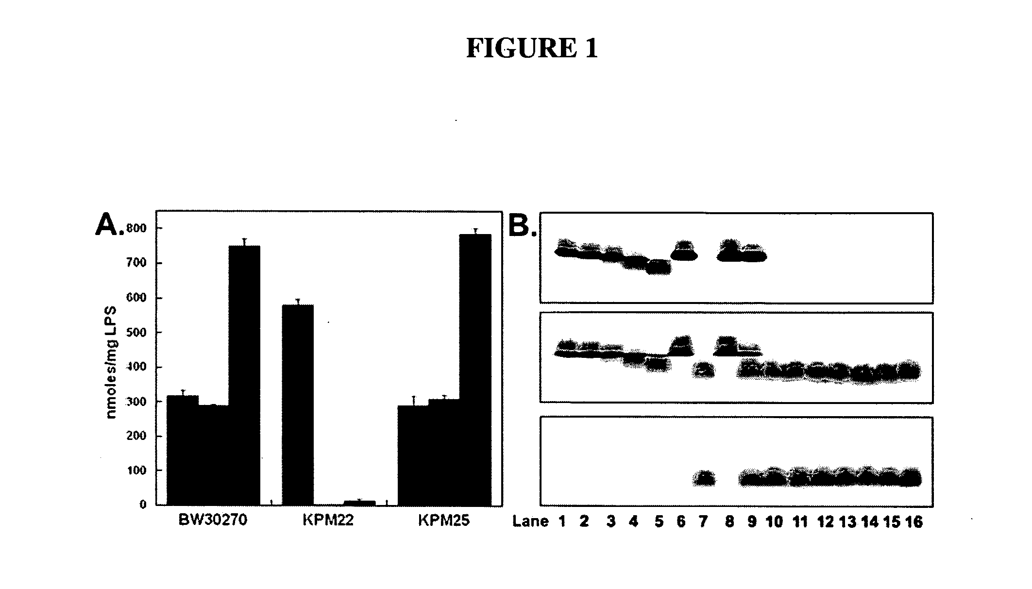 Viable non-toxic gram-negative bacteria