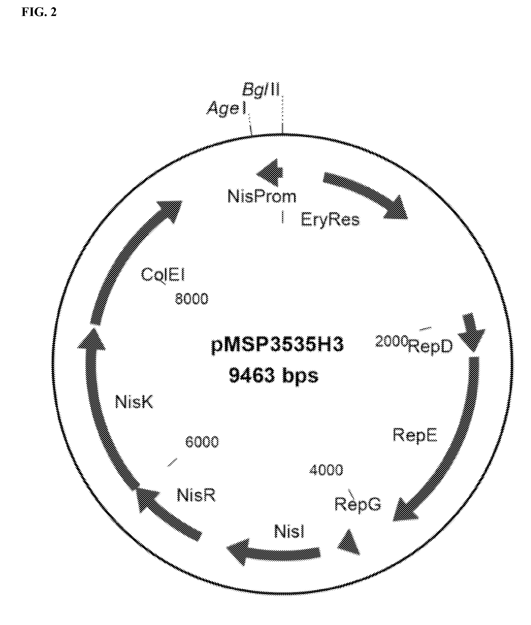 Recombinant lactococcus lactis expressing escherichia coli colonization factor antigen i (cfa/i) fimbriae and their methods of use