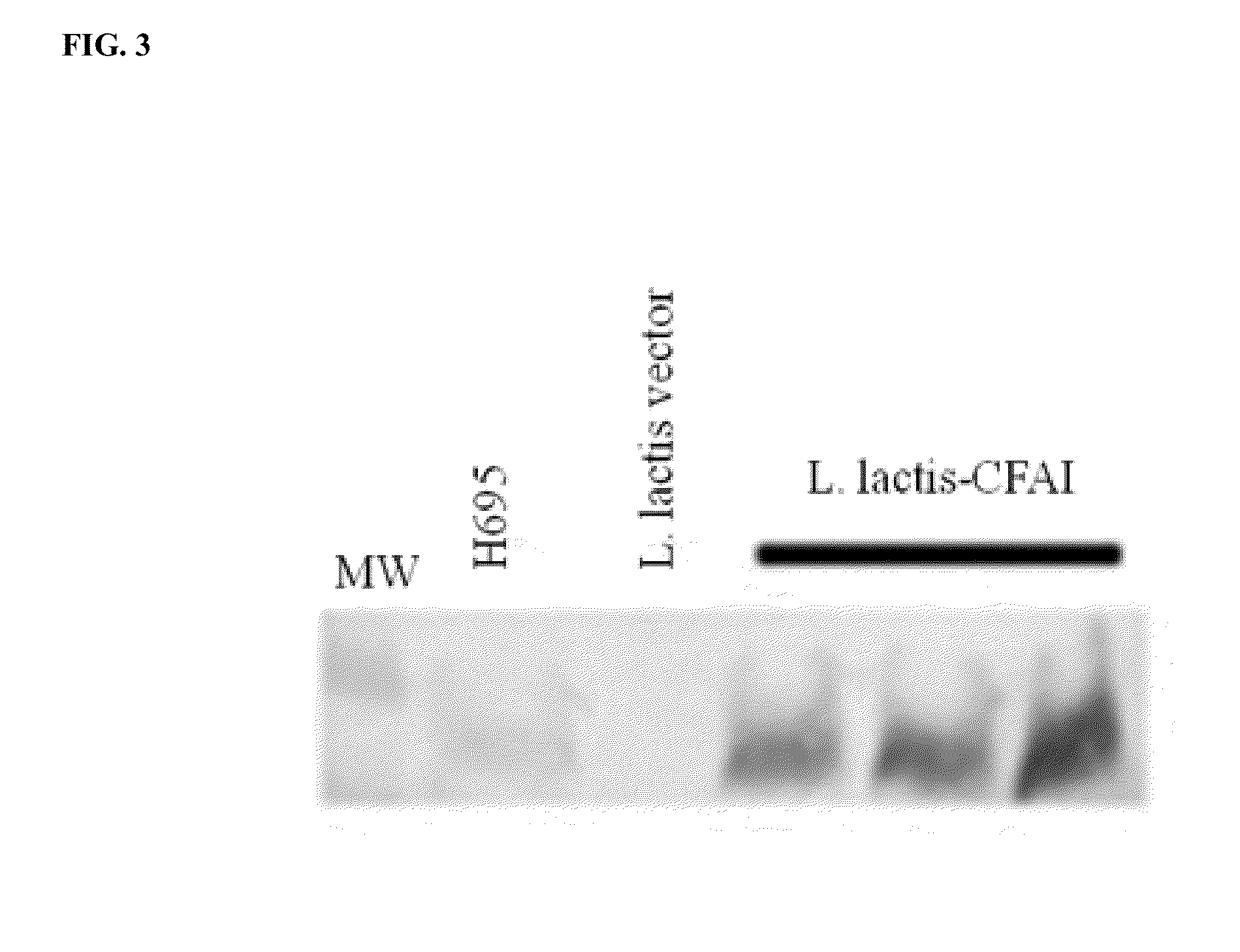 Recombinant lactococcus lactis expressing escherichia coli colonization factor antigen i (cfa/i) fimbriae and their methods of use