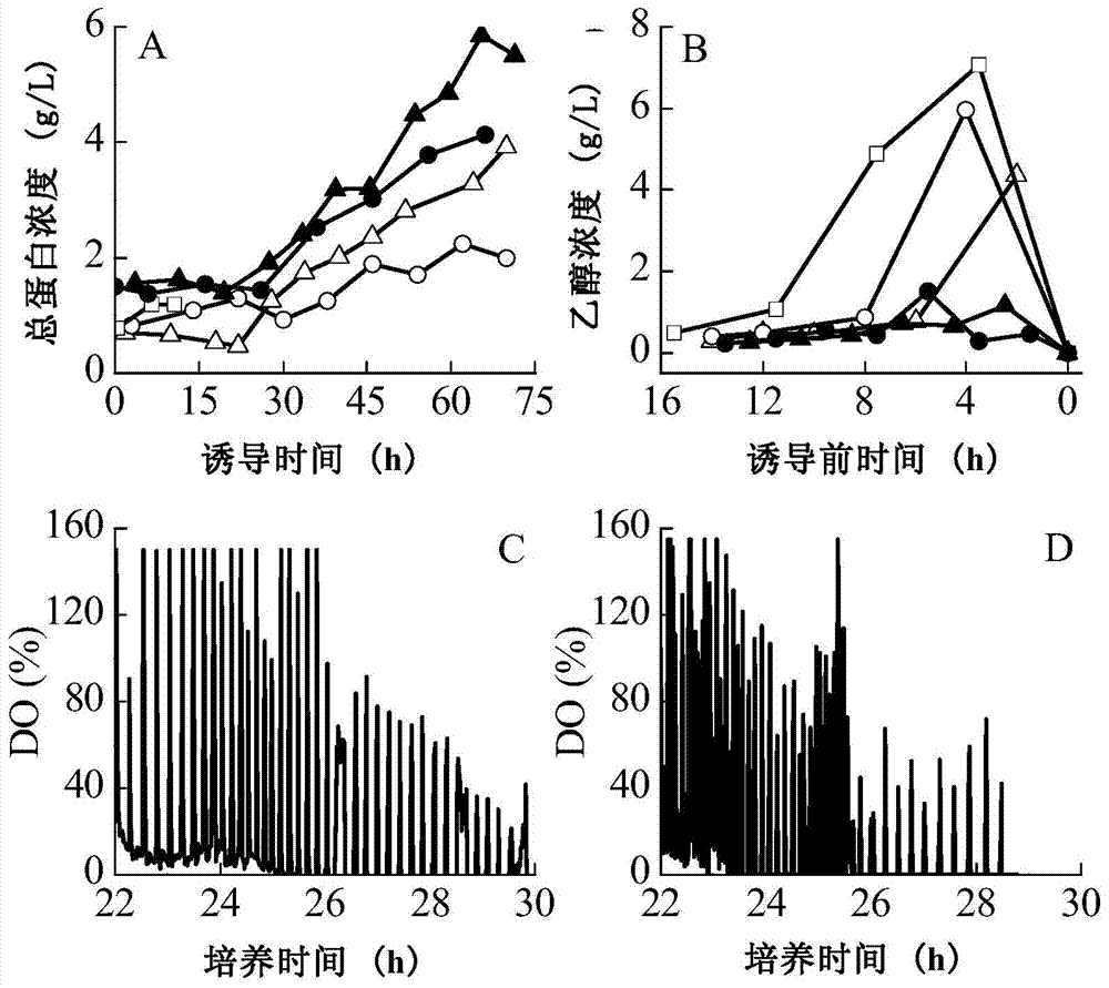 A method for stably producing porcine alpha interferon using recombinant Pichia pastoris