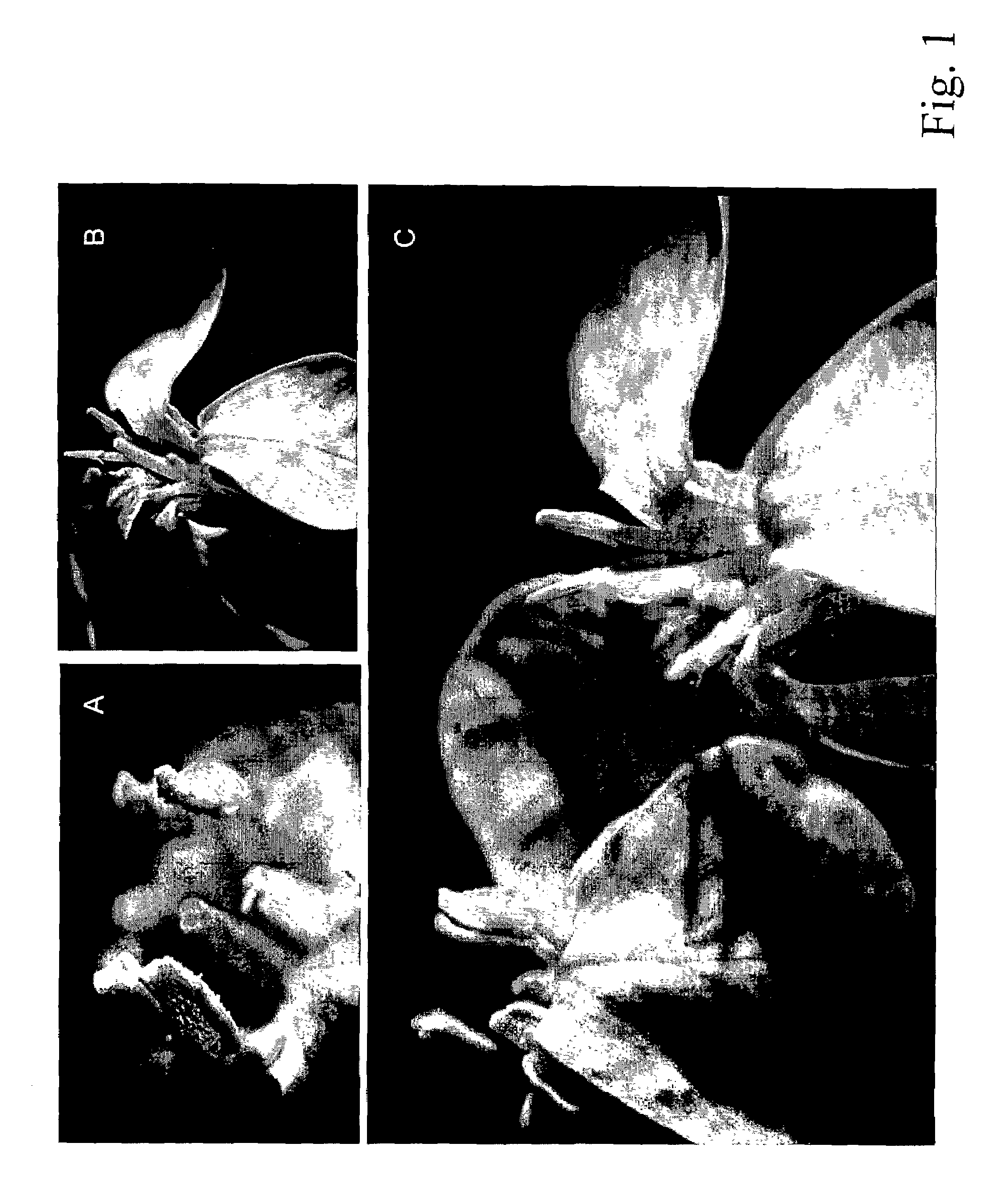 Nuclear fertility restorer genes and methods of use in plants