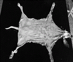 Tanning method in manufacturing beast stufffed specimen