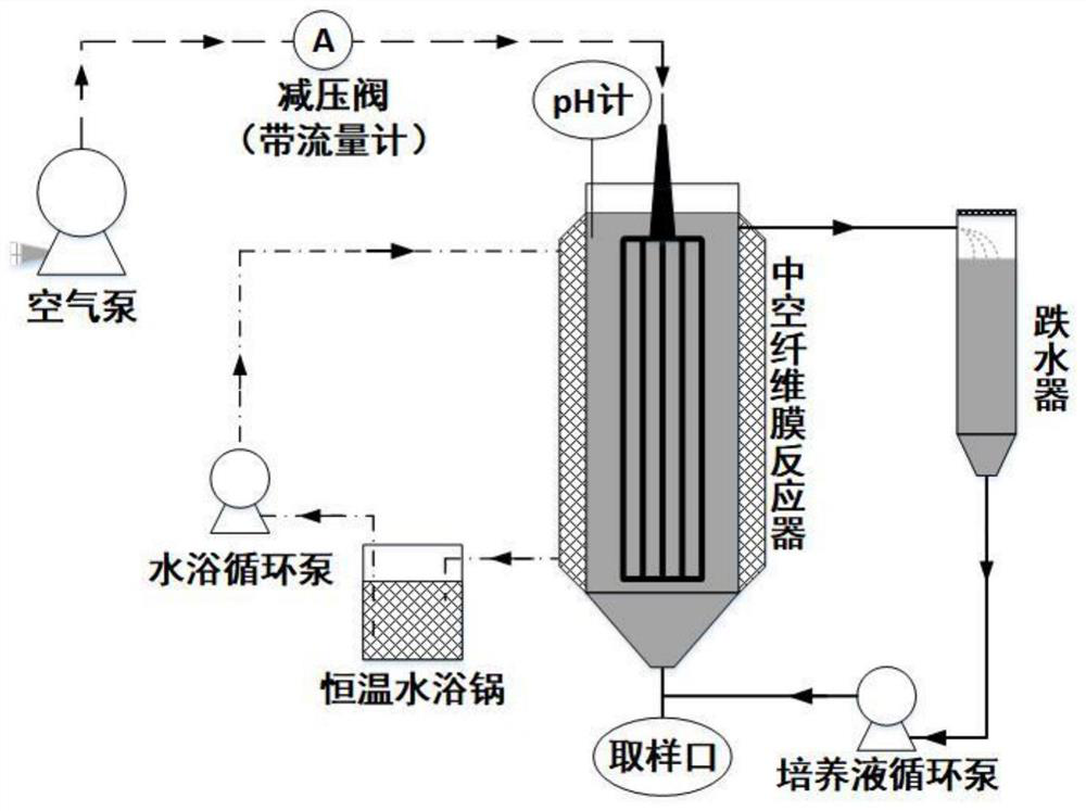 A method for enriching Thiobacillus ferrooxidans with a hollow fiber membrane to form a biofilm, a hollow fiber membrane reactor and its application