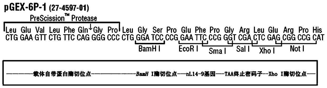 Wrinkle-removing short peptide and its preparation method